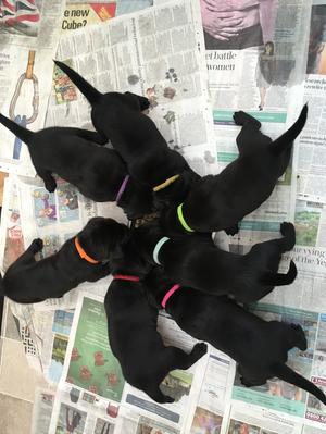 2018 litter