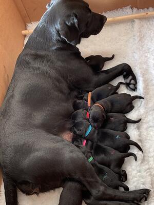 Puppies