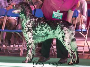 Alfie in the Show ring