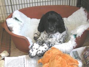 Alfie 7 weeks