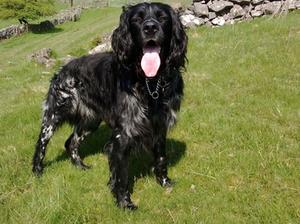 Raycris Cato (Tango)