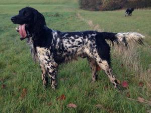 2yr old male from 1st litter.RCC winner