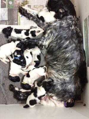 3 weeks old