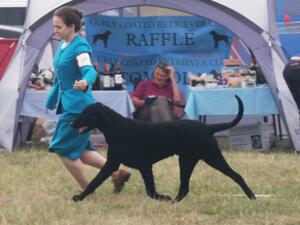 CCRC champ 23 1st Junior, 1st yearling and 1st GD