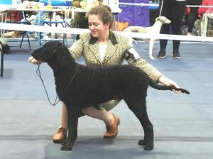 Best Puppy in Breed, Wiveliscombe open 14 JAN 2023