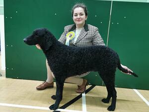 Gundog puppy group 2 at 6 1/2 months old
