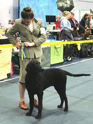 Best Puppy in Breed