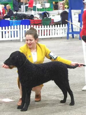 Best puppy dog, Manchester championship show