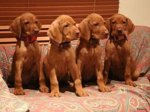 Havva and litter mates 6 weeks old