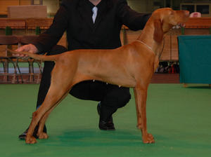 YoYo of Skyrocket at Crufts 2012