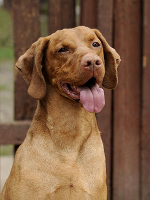 Int Ch Hookside Cinkos