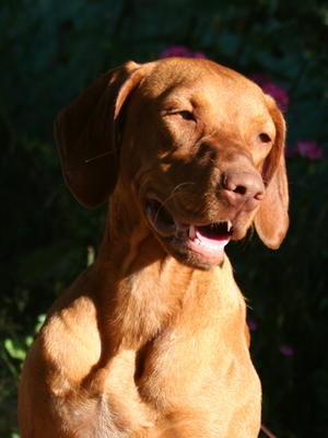 Darcy at 18 months old