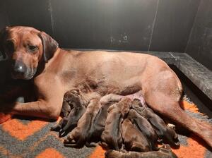 Missy & 2022 Pups