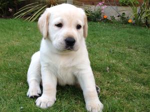 Previous litter