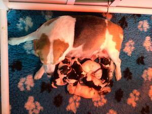 If you would like to be on my puppy waiting list