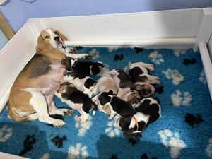Wormed every 2 weeks , microchipped , vet checked