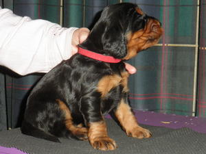 Puppy at 3 weeks