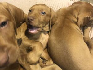 Pups