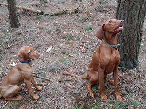 Baby Luna learning from Big Sis Tally