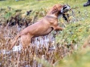 Sire- Ffynongain Buzzard of Wauniago