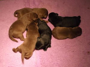 Shiny, healthy puppies at 1 week old!