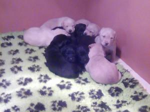 Pups at 2 weeks