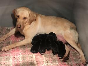 Dam to the litter