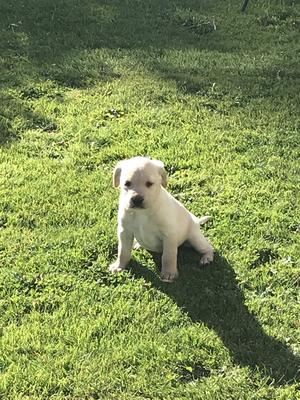 Yellow boy!