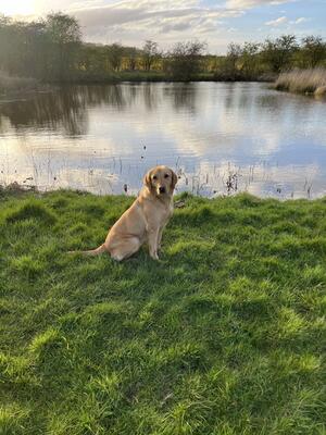 Dusty at 2 yrs