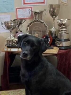 Franc’s Sire - Ftch Tarnedge Flynn