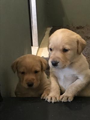 Pups at 4 weeks