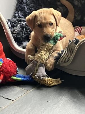 Franco 7 weeks of age!