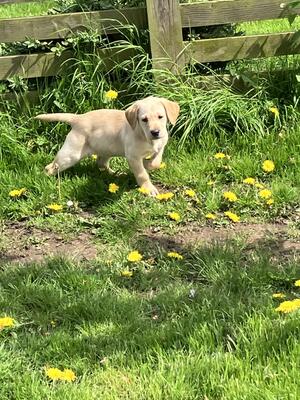 Pup at 9 weeks!