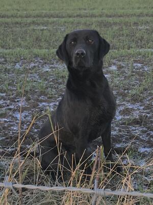 Sire to the litter