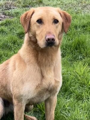 Franc at 1 year of age