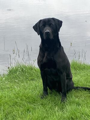 Sire to the litter