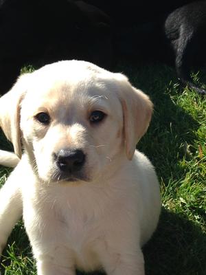 Only one little girl still available!