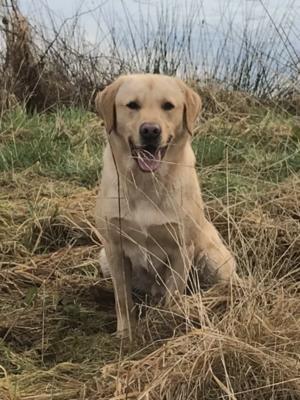 Ziggy - Sire to the Litter