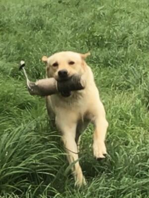 Training going well!