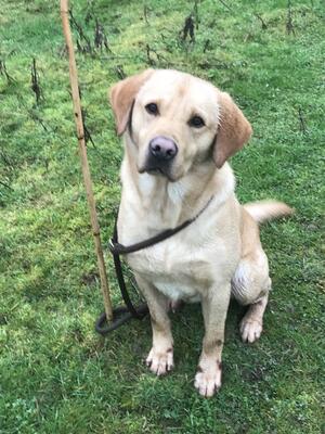 Grandsire to the litter