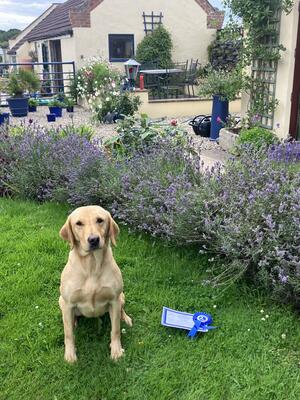 Awarded 2nd place Puppy Gundog Working Test