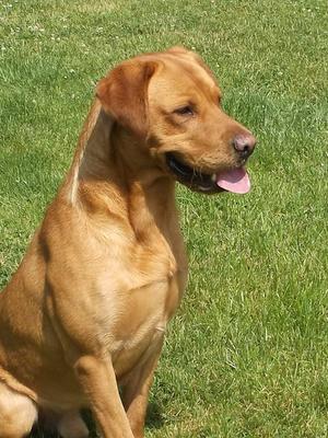 Max - Grandfather to the litter