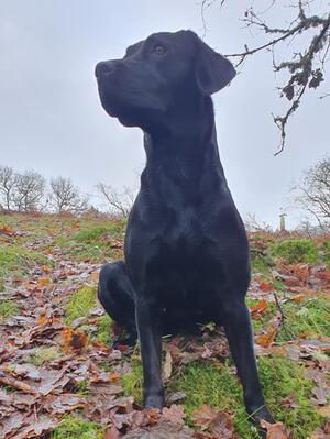 Nell watching the birds