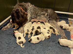 Sage and children