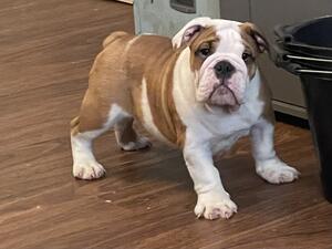 Boy