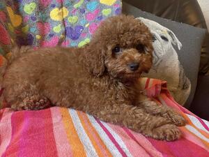 Red puppy