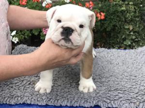 Age 6 weeks