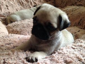 5 weeks