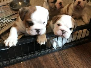 4 wks