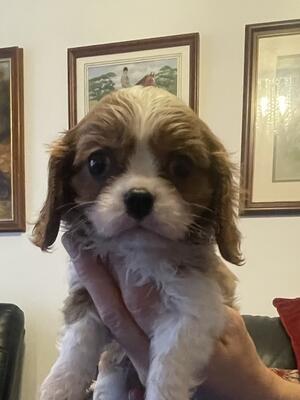 7 weeks old